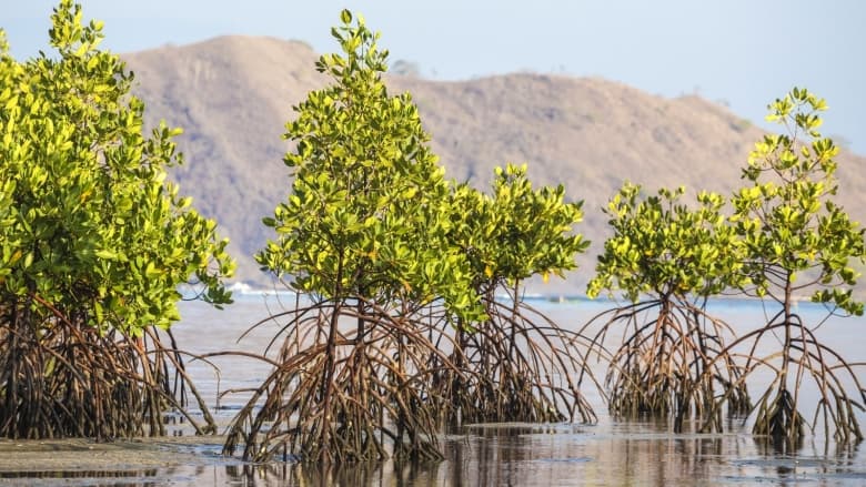 Guardians of the Coast: How Mangroves Are Sustaining Indigenous Fishers in Indonesia's Torosiaje