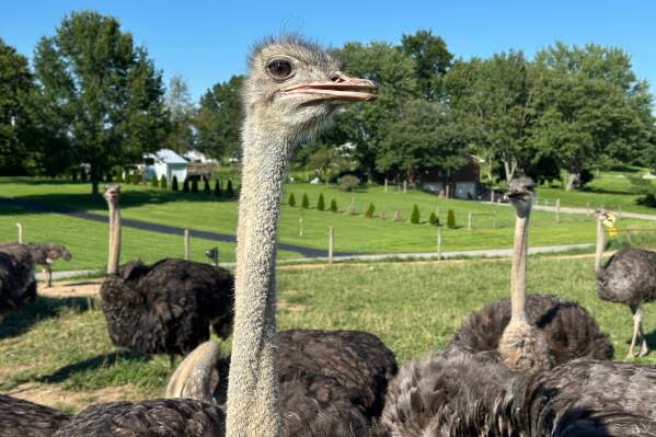 Tick-Borne Meat Allergy Spurs Niche Ostrich Farming Revival in U.S.